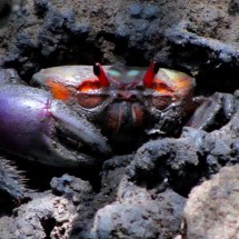 Crab with purple claw